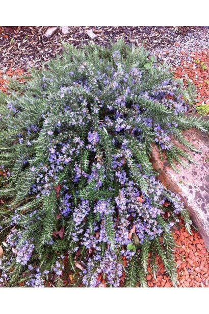 Розмарин лікарський Поінт ду Раз – компактний кущ